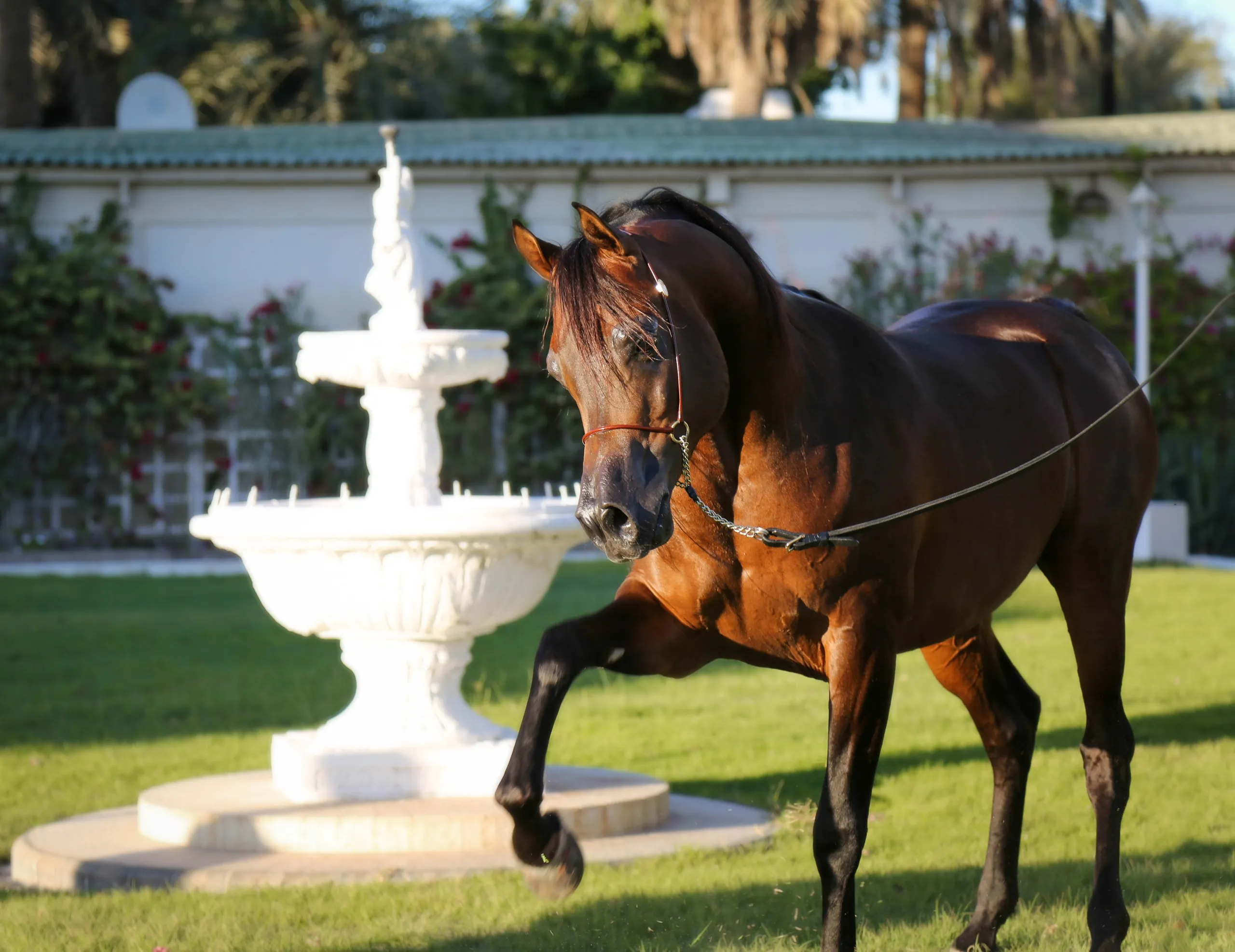 Equestrian