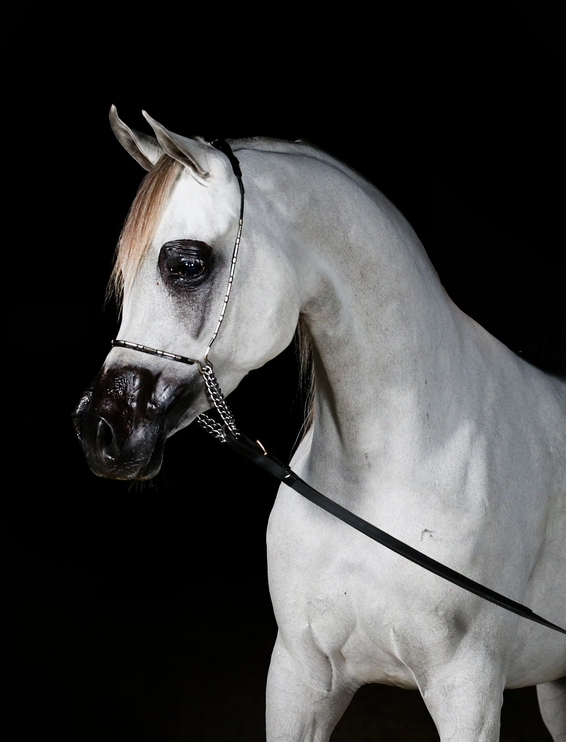 White Arabian horse against black