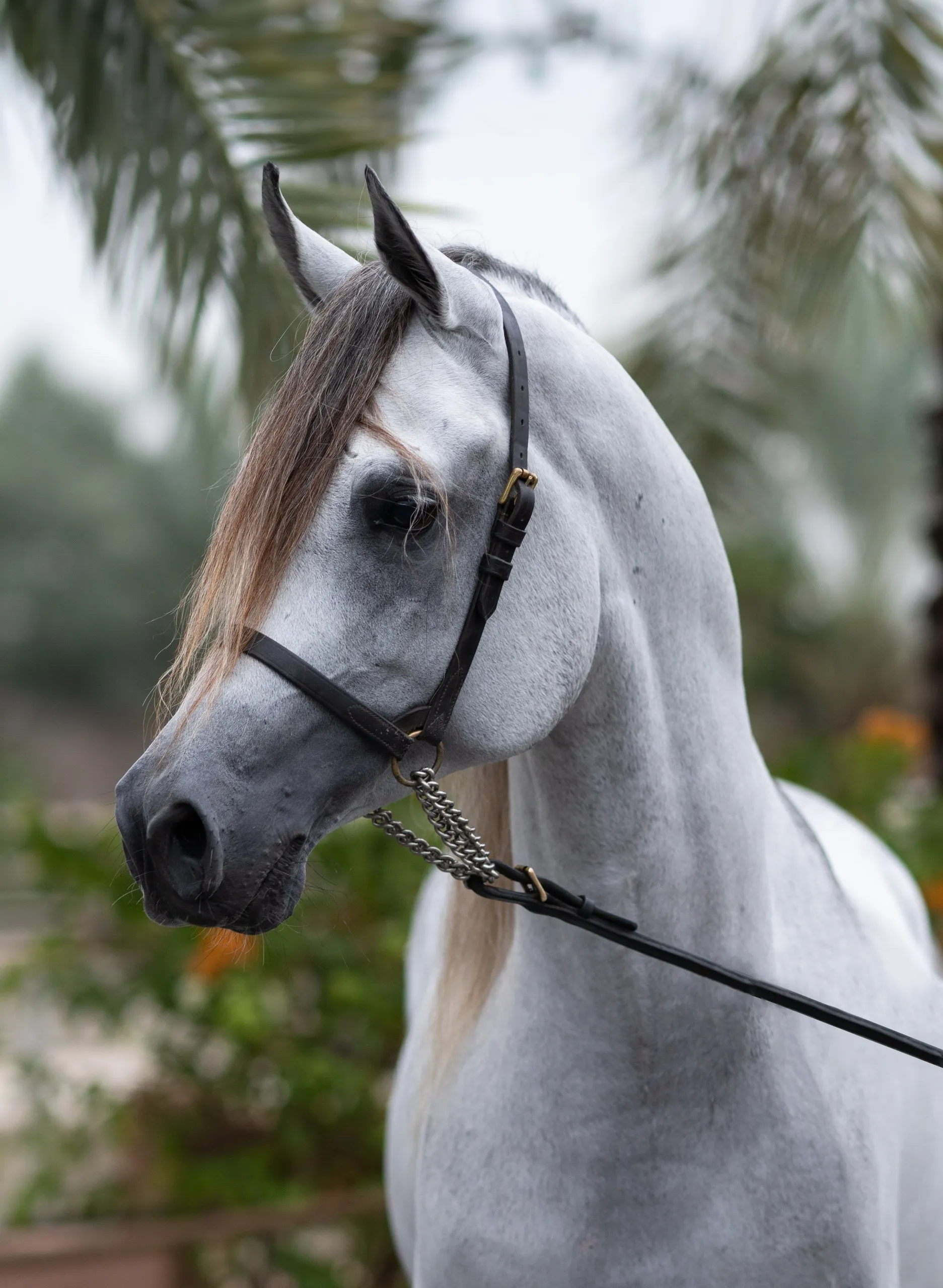 Portrait of a white Arabian horse