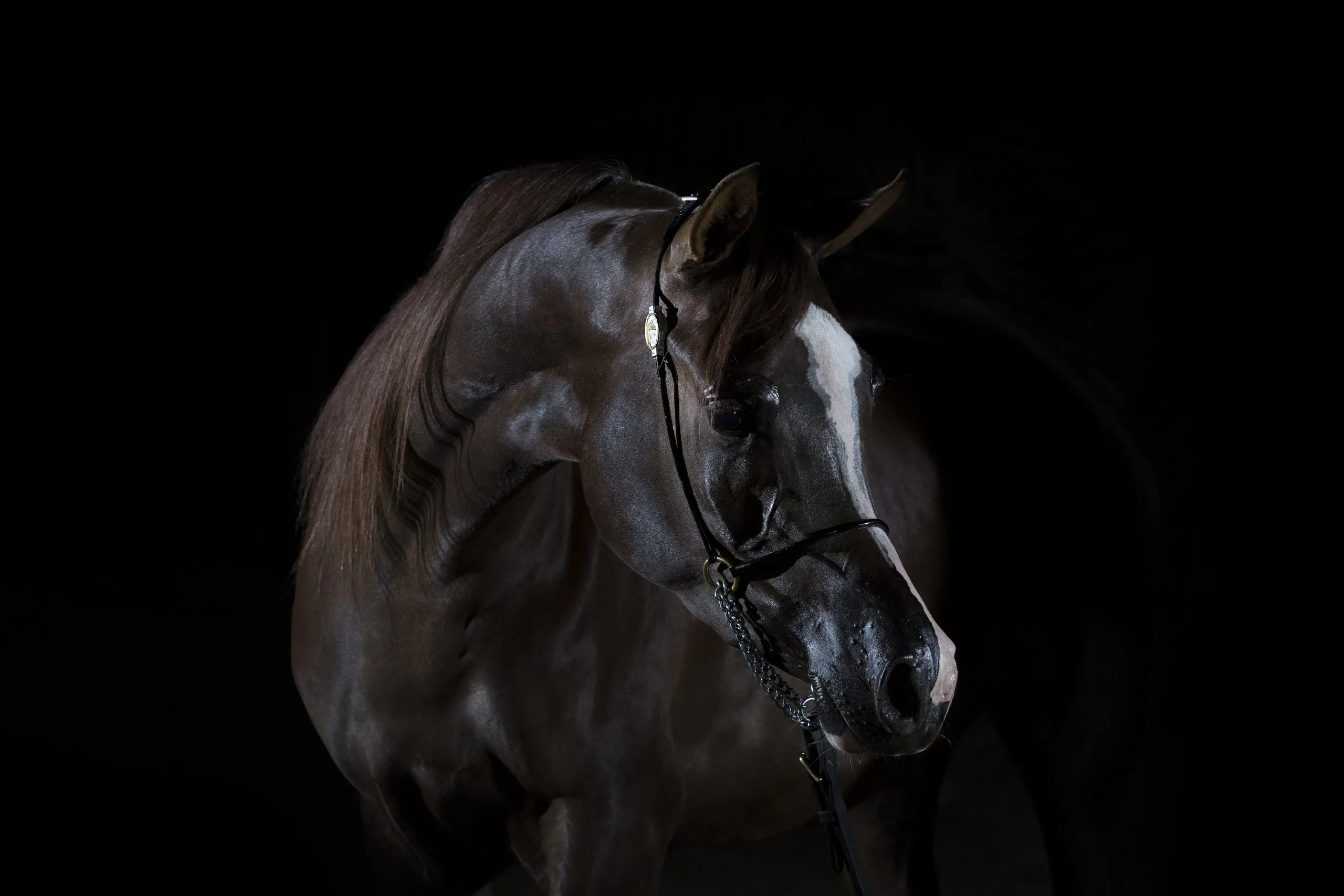Dark horse emerging from shadow