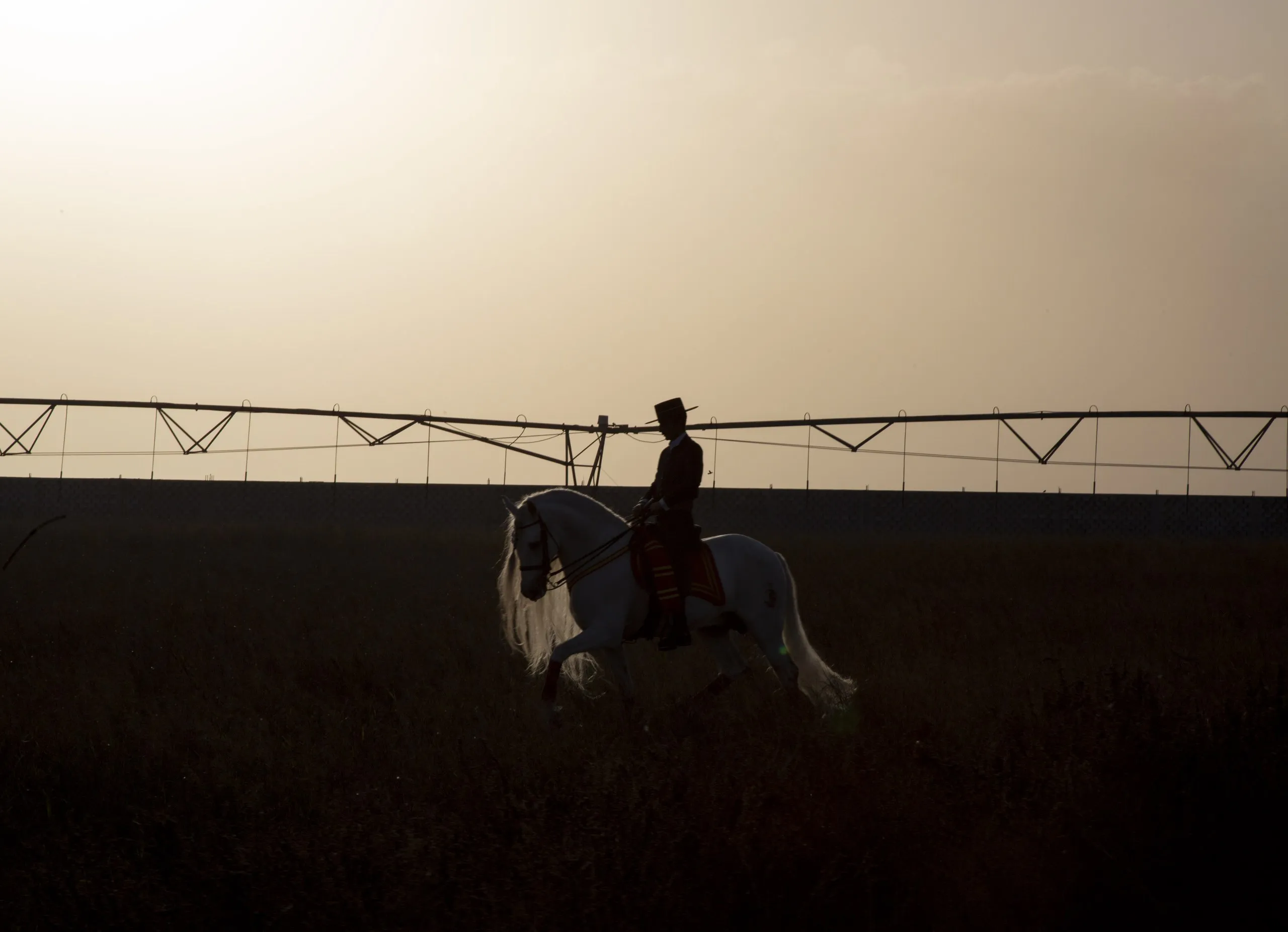 Rider silhouetted at dusk