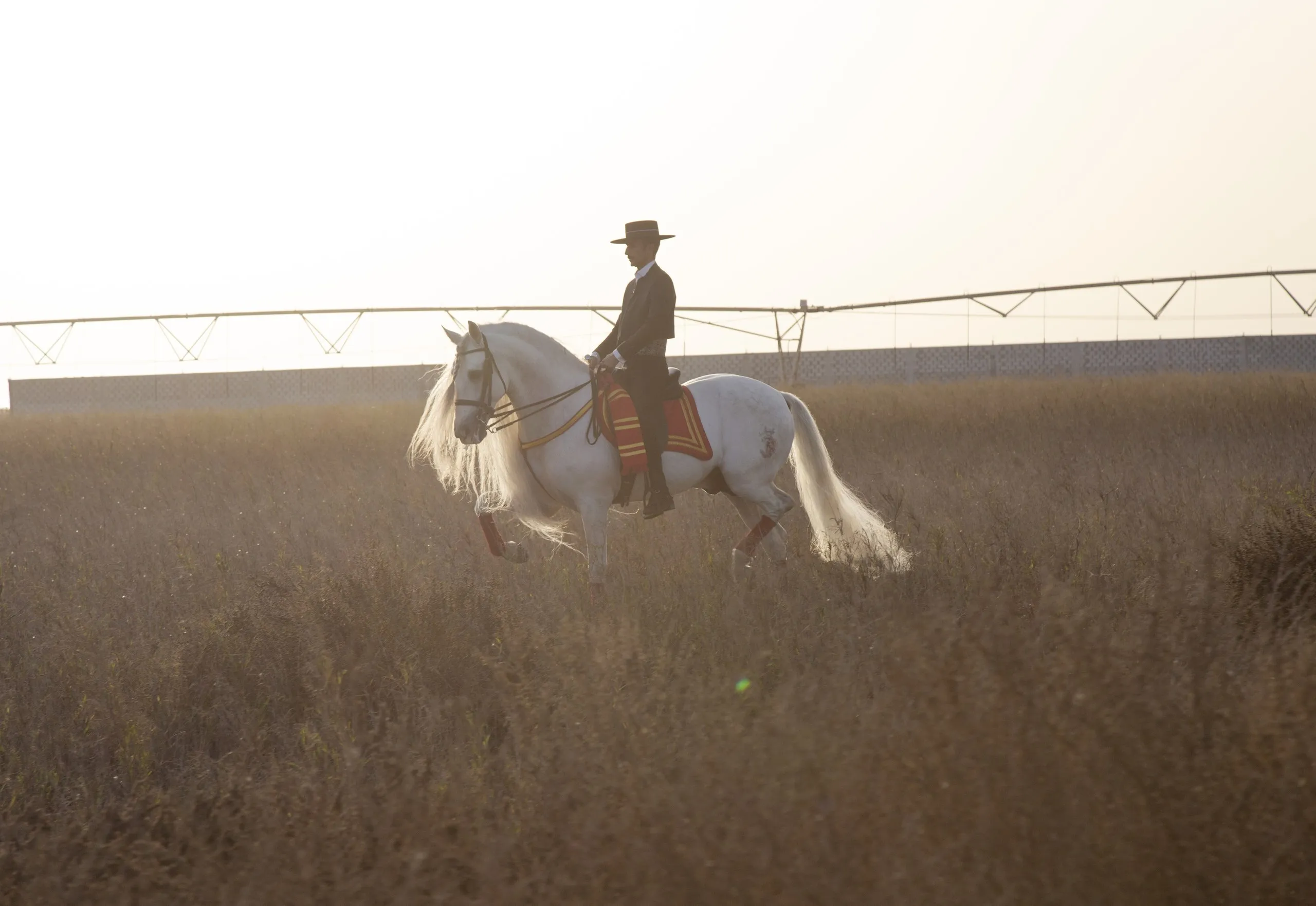 Rider crossing a golden field