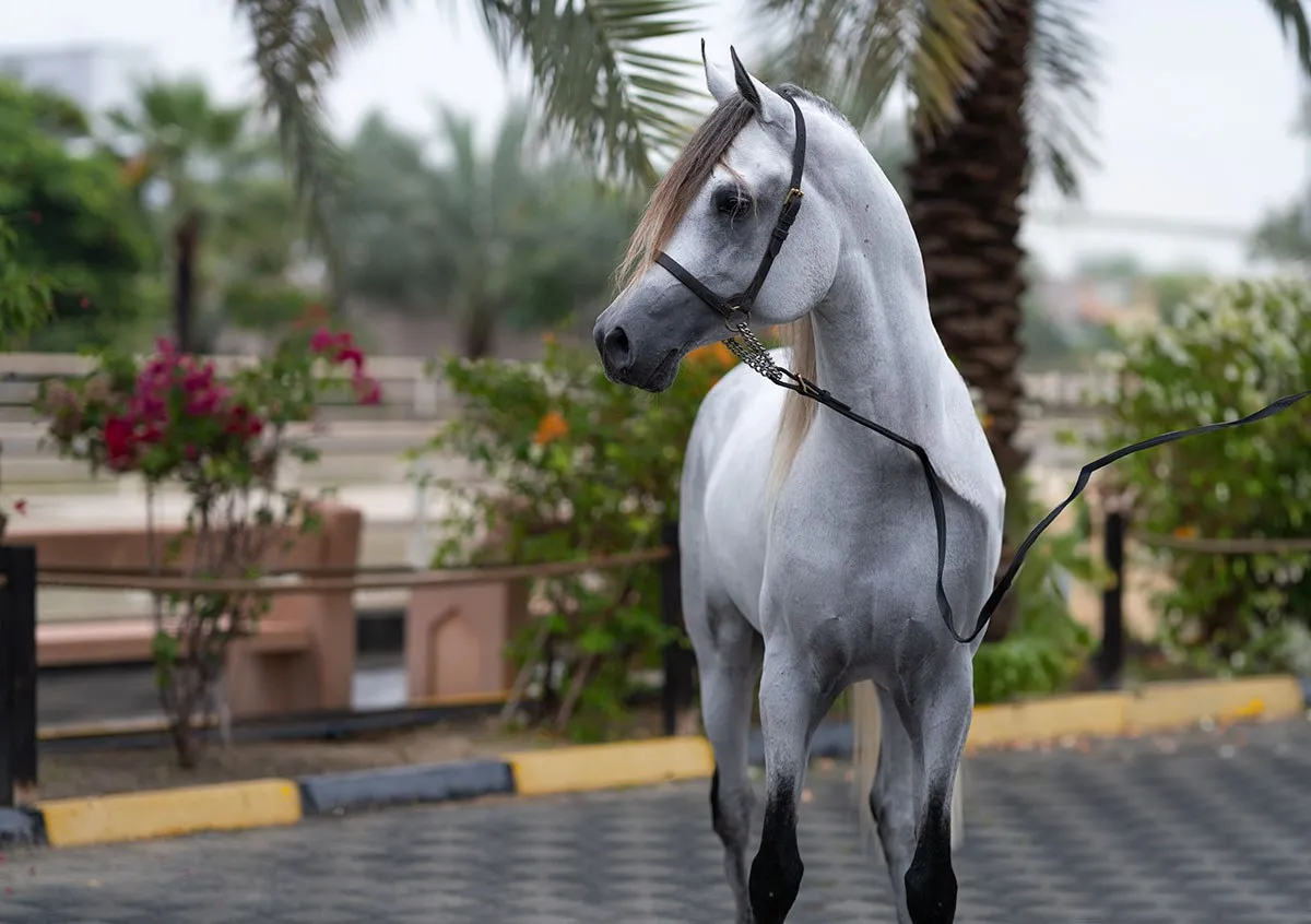 White Arabian horse in a garden