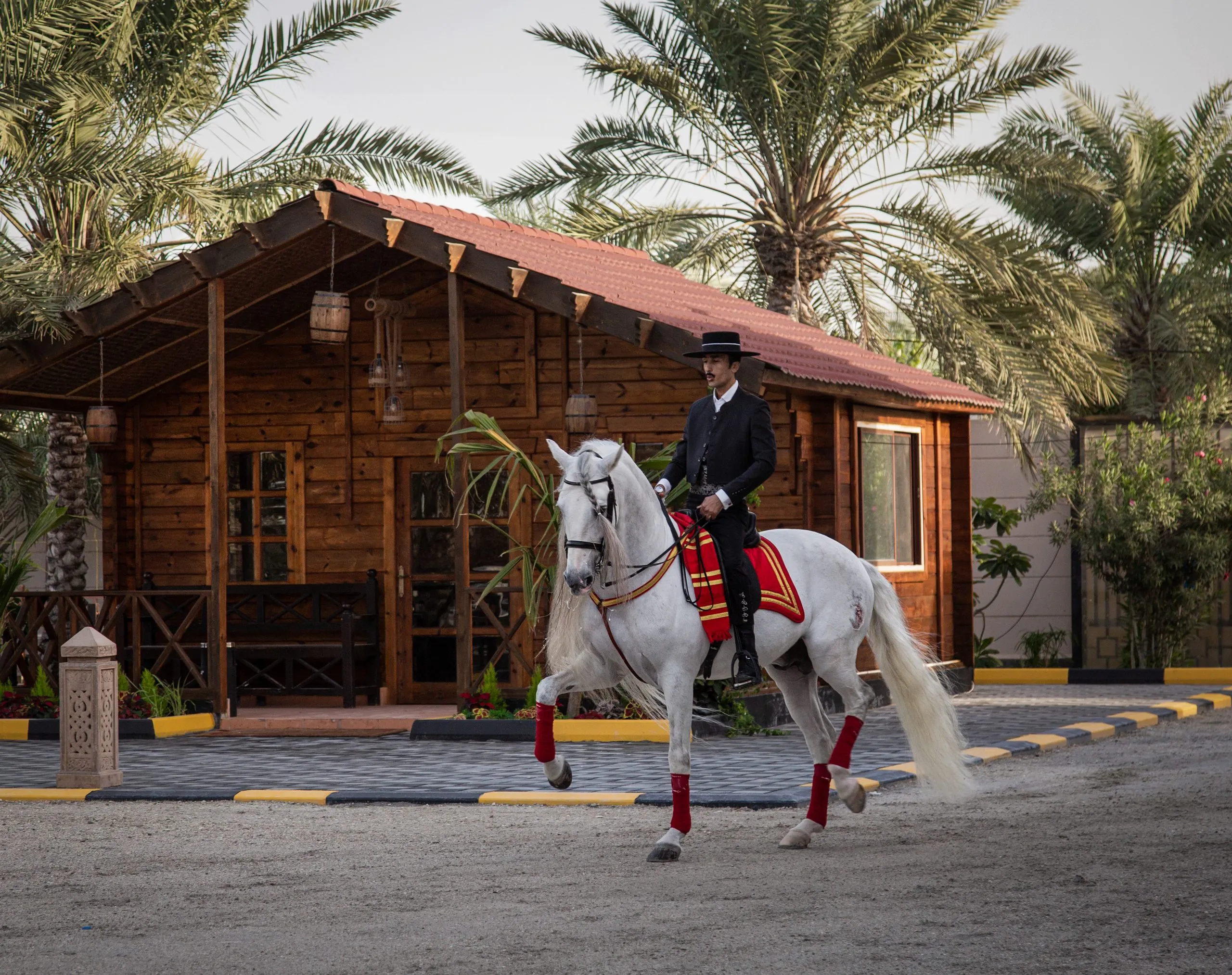 White horse in red show tack outside a stable