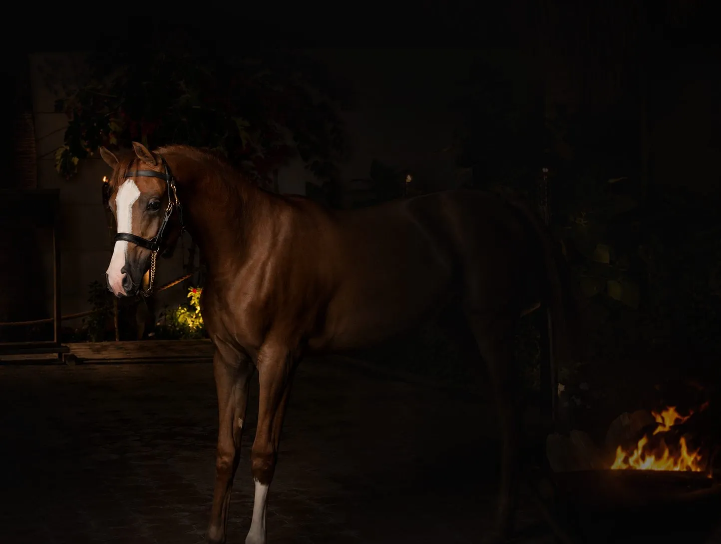 Chestnut horse in warm stable light